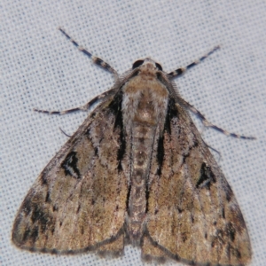 Rhuma (genus) at Sheldon, QLD - suppressed