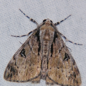 Rhuma (genus) at suppressed - 20 Apr 2007