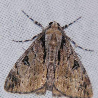 Rhuma (genus) (A Geometer moth) at Sheldon, QLD - 20 Apr 2007 by PJH123