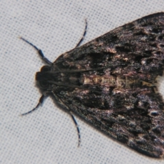 Salma ebenina (A :Pyralid moth (Epipaschiinae)) at Sheldon, QLD - 20 Apr 2007 by PJH123