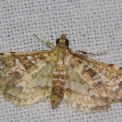 Samea multiplicalis (Salvinia Moth) at Sheldon, QLD - 20 Apr 2007 by PJH123