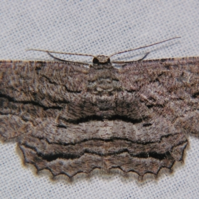 Scioglyptis chionomera (Grey Patch Bark Moth) at Sheldon, QLD - 20 Apr 2007 by PJH123
