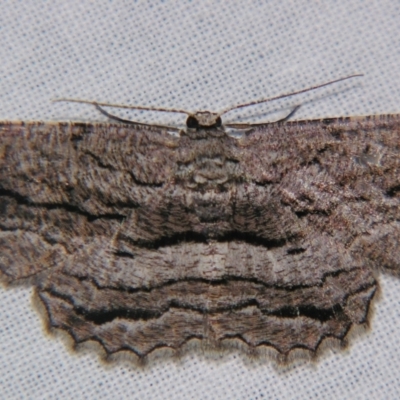 Scioglyptis chionomera (Grey Patch Bark Moth) at Sheldon, QLD - 20 Apr 2007 by PJH123