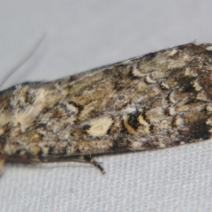 Spodoptera umbraculata (A Noctuid moth (Acronictinae)) at Sheldon, QLD - 20 Apr 2007 by PJH123
