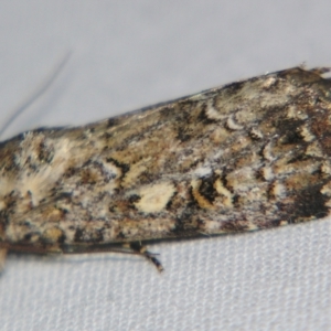 Spodoptera umbraculata at suppressed - suppressed