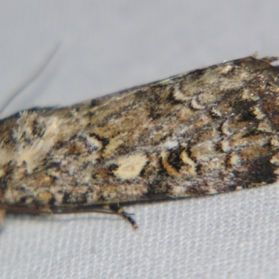 Spodoptera umbraculata (A Noctuid moth (Acronictinae)) at Sheldon, QLD - 20 Apr 2007 by PJH123