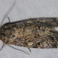 Spodoptera umbraculata at suppressed - suppressed