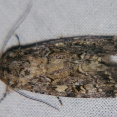 Spodoptera umbraculata at suppressed - 20 Apr 2007