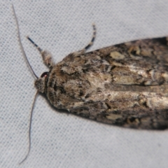 Spodoptera umbraculata at suppressed - suppressed