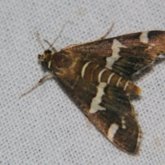 Spoladea recurvalis (Beet Webworm) at Sheldon, QLD - 21 Apr 2007 by PJH123