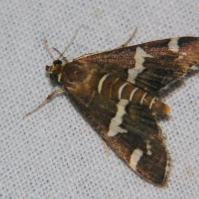 Spoladea recurvalis (Beet Webworm) at Sheldon, QLD - 20 Apr 2007 by PJH123