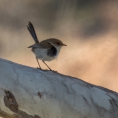 Malurus cyaneus (Superb Fairywren) at Gungahlin, ACT - 24 Jul 2023 by Cmperman