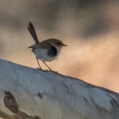 Malurus cyaneus (Superb Fairywren) at Gungahlin, ACT - 24 Jul 2023 by C_mperman