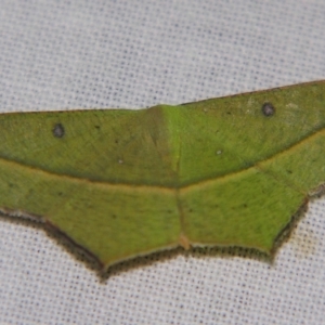 Traminda aventiaria at Sheldon, QLD - suppressed