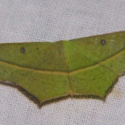 Traminda aventiaria (A Geometer moth) at Sheldon, QLD - 20 Apr 2007 by PJH123