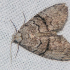 Uraba lugens (Gumleaf Skeletonizer) at Sheldon, QLD - 20 Apr 2007 by PJH123