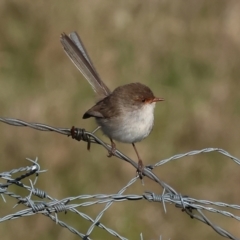 Malurus cyaneus (Superb Fairywren) at Wodonga - 23 Jul 2023 by KylieWaldon