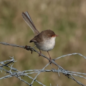 Malurus cyaneus at Wodonga, VIC - 23 Jul 2023