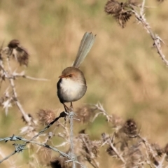 Malurus cyaneus at Wodonga, VIC - 23 Jul 2023