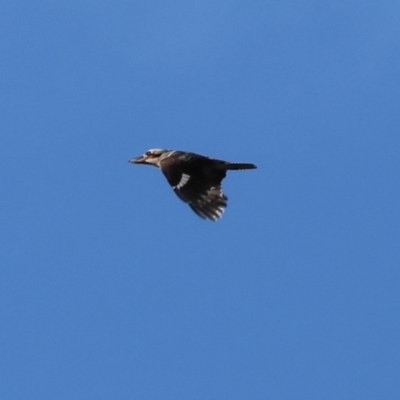 Dacelo novaeguineae (Laughing Kookaburra) at Wodonga, VIC - 23 Jul 2023 by KylieWaldon