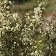 Acacia genistifolia (Early Wattle) at Wodonga - 23 Jul 2023 by KylieWaldon