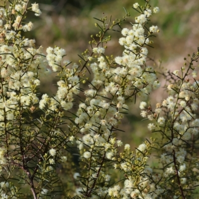 Acacia genistifolia (Early Wattle) at WREN Reserves - 23 Jul 2023 by KylieWaldon