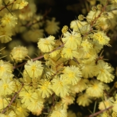 Acacia ulicifolia (Prickly Moses) at Wodonga, VIC - 23 Jul 2023 by KylieWaldon