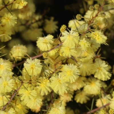 Acacia ulicifolia (Prickly Moses) at WREN Reserves - 23 Jul 2023 by KylieWaldon