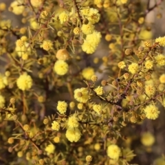 Acacia ulicifolia at Wodonga, VIC - 23 Jul 2023