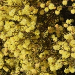 Acacia ulicifolia at Wodonga, VIC - 23 Jul 2023