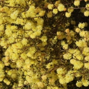 Acacia ulicifolia at Wodonga, VIC - 23 Jul 2023 11:04 AM