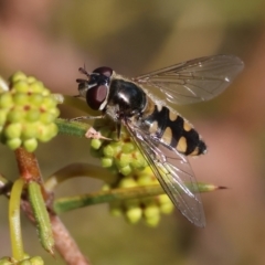 Simosyrphus grandicornis (Common hover fly) at WREN Reserves - 23 Jul 2023 by KylieWaldon