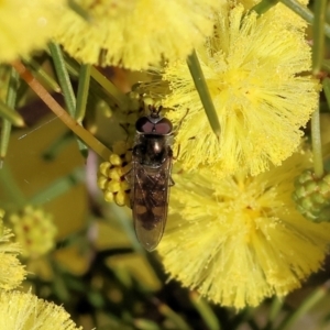 Simosyrphus grandicornis at WREN Reserves - 23 Jul 2023