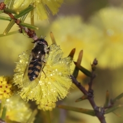 Simosyrphus grandicornis at WREN Reserves - 23 Jul 2023