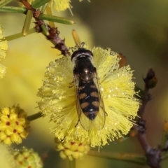 Simosyrphus grandicornis at WREN Reserves - 23 Jul 2023