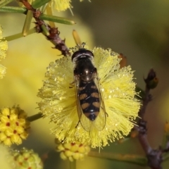 Simosyrphus grandicornis at WREN Reserves - 23 Jul 2023 11:15 AM