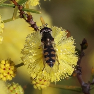 Simosyrphus grandicornis at WREN Reserves - 23 Jul 2023