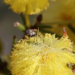 Unverified True fly (Diptera) at Wodonga, VIC - 23 Jul 2023 by KylieWaldon