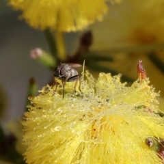 Unidentified True fly (Diptera) at WREN Reserves - 23 Jul 2023 by KylieWaldon