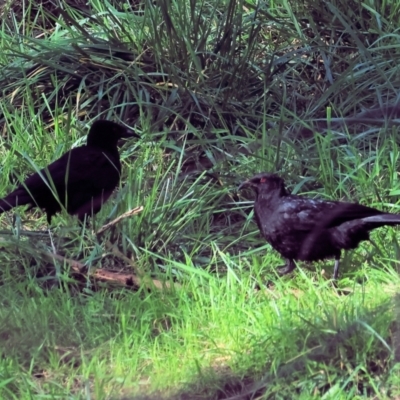 Corcorax melanorhamphos (White-winged Chough) at Wodonga - 23 Jul 2023 by KylieWaldon