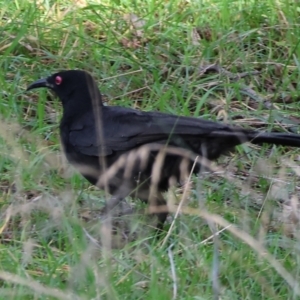 Corcorax melanorhamphos at Wodonga, VIC - 23 Jul 2023 11:32 AM