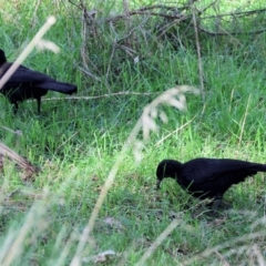 Corcorax melanorhamphos at Wodonga, VIC - 23 Jul 2023 11:32 AM
