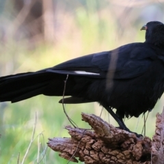 Corcorax melanorhamphos at Wodonga, VIC - 23 Jul 2023 11:32 AM