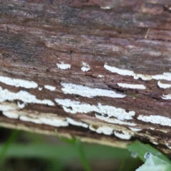 Unidentified Other non-black fungi  at Wodonga - 23 Jul 2023 by KylieWaldon