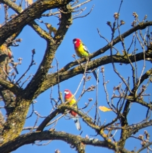 Platycercus eximius at Jindera, NSW - suppressed