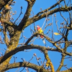 Platycercus eximius at Jindera, NSW - 24 Jul 2023