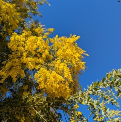 Acacia vestita (Hairy Wattle) at Lions Youth Haven - Westwood Farm - 24 Jul 2023 by HelenCross