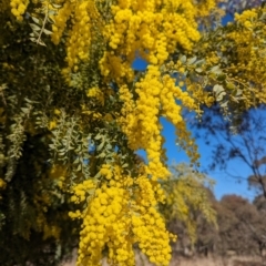 Acacia vestita at Stromlo, ACT - 24 Jul 2023