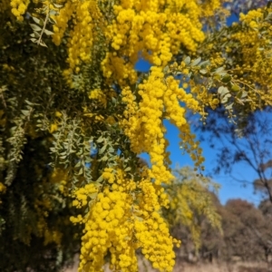 Acacia vestita at Stromlo, ACT - 24 Jul 2023