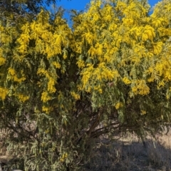 Acacia vestita at Stromlo, ACT - 24 Jul 2023